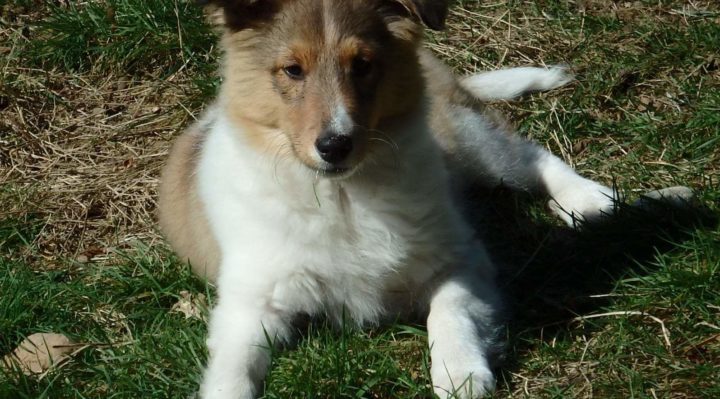 SeptemberMornDaisyTwo | FOX 28 Spokane