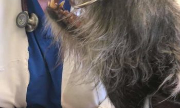 ANIMAL PROFESSIONALS—DID THEIR BUSINESSES SURVIVE OR THRIVE IN THE PANDEMIC’S FIRST YEAR?