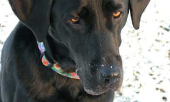 RAISING THE WORST DOG EVER