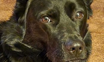 YOUR DOG MIGHT STAY WITH FRIENDS — HOW YOU CAN MAKE IT A HAPPY VISIT