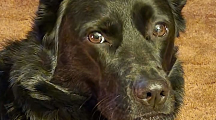 fb_image.jpeg | Fox 11 Tri Cities Fox 41 Yakima