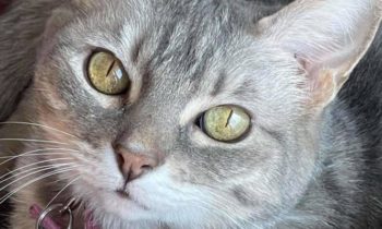 CATS—CAN YOU CHANGE THEIR BEHAVIOR FOR THE BETTER?