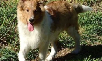 DAISY: RAISING A PANDEMIC PUP—SHE’S NOW FIVE MONTHS OLD