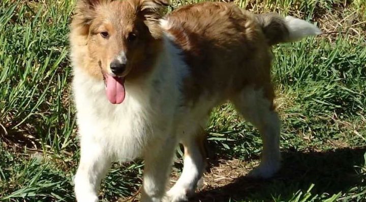 SeptemberMornDaisy | FOX 28 Spokane