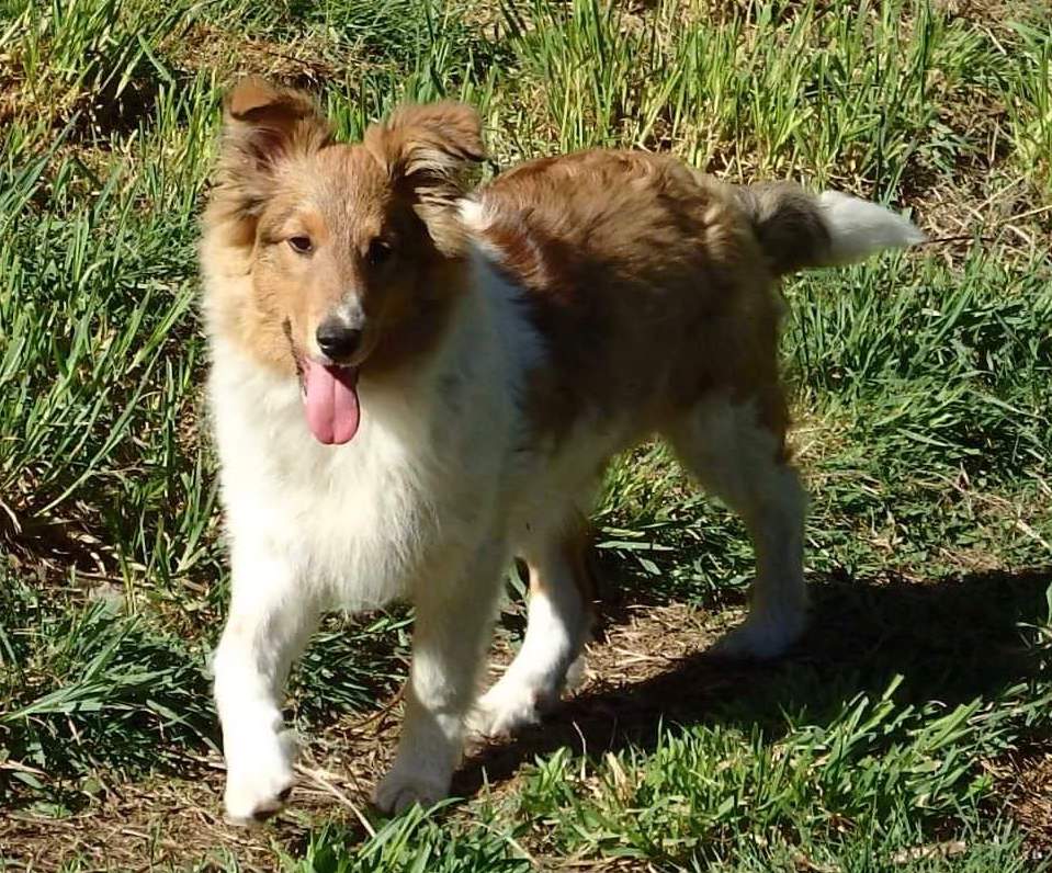 SeptemberMornDaisy | FOX 28 Spokane