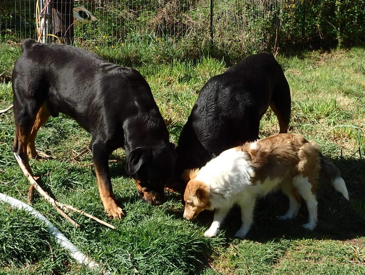 SeptemberMornDaisyAndTheBoys | FOX 28 Spokane