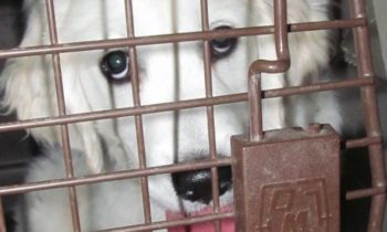 WHY DO WE CHOOSE AVERSIVES FIRST?