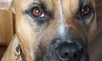 ADOPTING A RESCUE DOG—EXPECT YOUR DOG TO BE A DOG