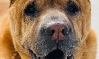 ADOPTING A RESCUE DOG—ADVICE FROM DOG PROFESSIONALS