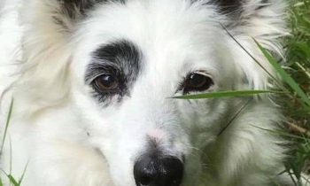 ADOPTING A RESCUE DOG—TAKE YOUR TIME TO DO IT RIGHT