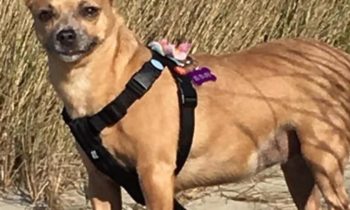 IS YOUR DOG ON A DIET?