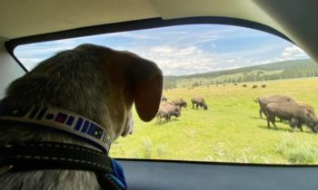 YOUR BEST VACATION WITH A PET?