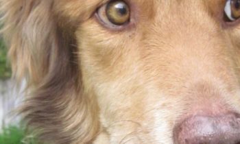 KEEPING YOUR DOG COOL AND COMFORTABLE IN EXTREME HEAT