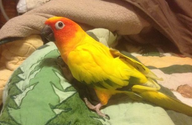 DonnaWeidert-615x399.jpg | Fox 11 Tri Cities Fox 41 Yakima