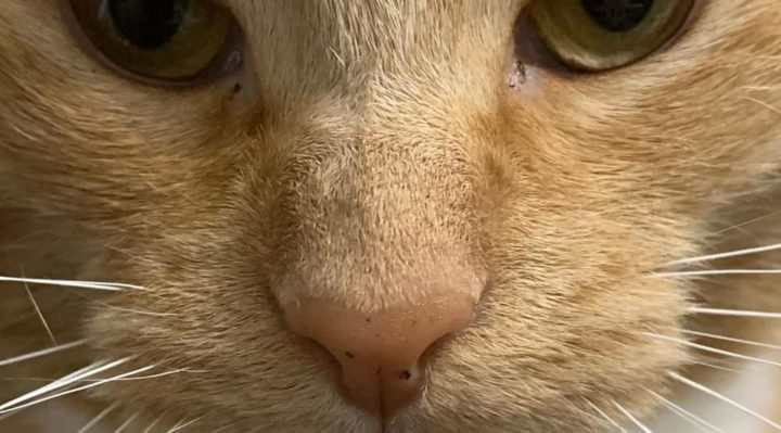 GloriaKelnhofer-720x399.jpg | Fox 11 Tri Cities Fox 41 Yakima