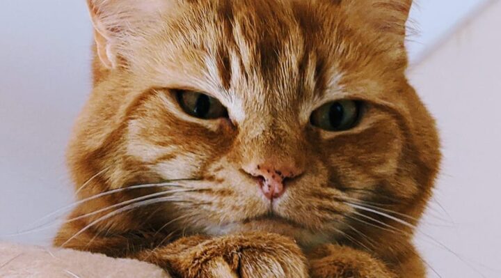 MandyCollins | Fox 11 Tri Cities Fox 41 Yakima