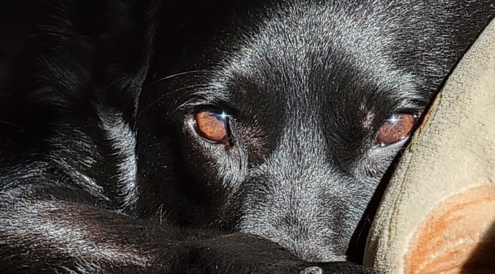 DaveKoch-720x399.jpg | Fox 11 Tri Cities Fox 41 Yakima