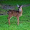SARS-CoV-2 virus found in white-tailed deer