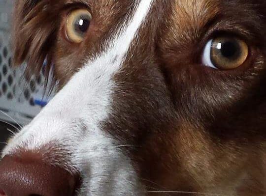 CCHarrison | Fox 11 Tri Cities Fox 41 Yakima