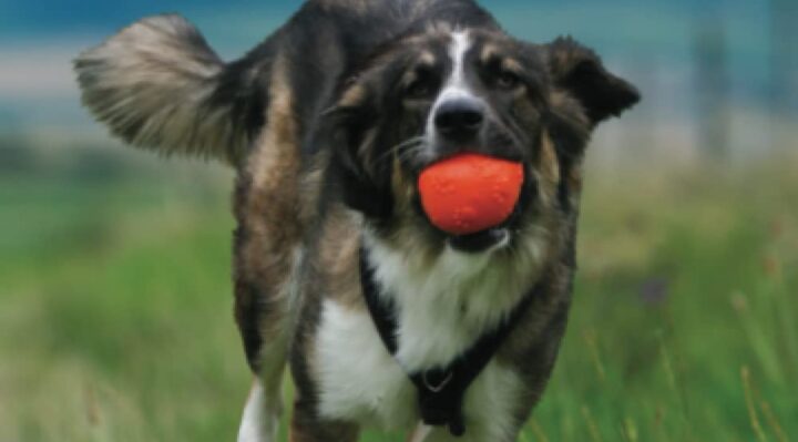 MichelleHollandCover | Fox 11 Tri Cities Fox 41 Yakima