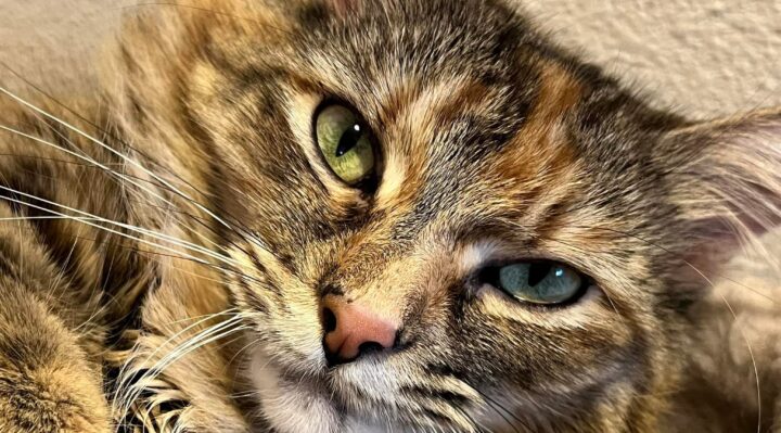 MarkCuilla | Fox 11 Tri Cities Fox 41 Yakima