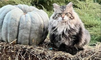 KEEPING CATS THAT AREN’T YOURS OUT OF YOUR YARD