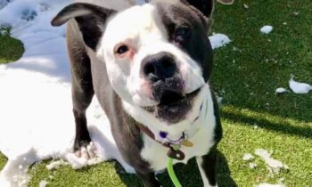 DEALING WITH UNLEASHED DOGS WHEN YOUR DOG IS ON-LEASH