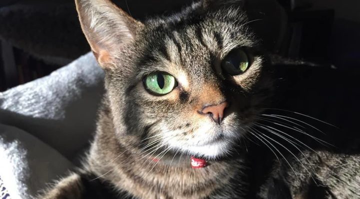 TrishMcMillan-720x399.jpg | Fox 11 Tri Cities Fox 41 Yakima