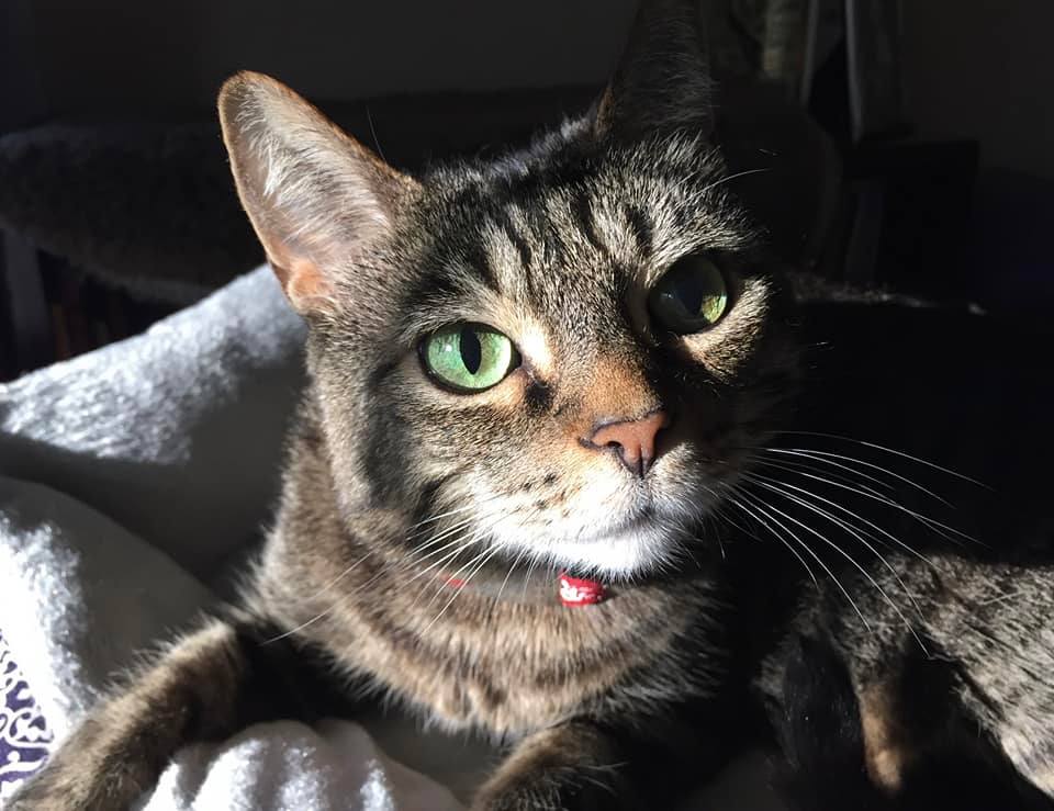 TrishMcMillan | FOX 28 Spokane