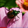 First Japanese beetle found in Richland