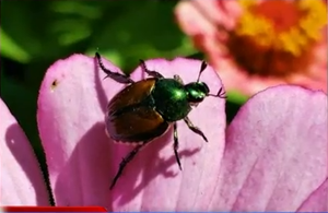 First Japanese beetle found in Richland