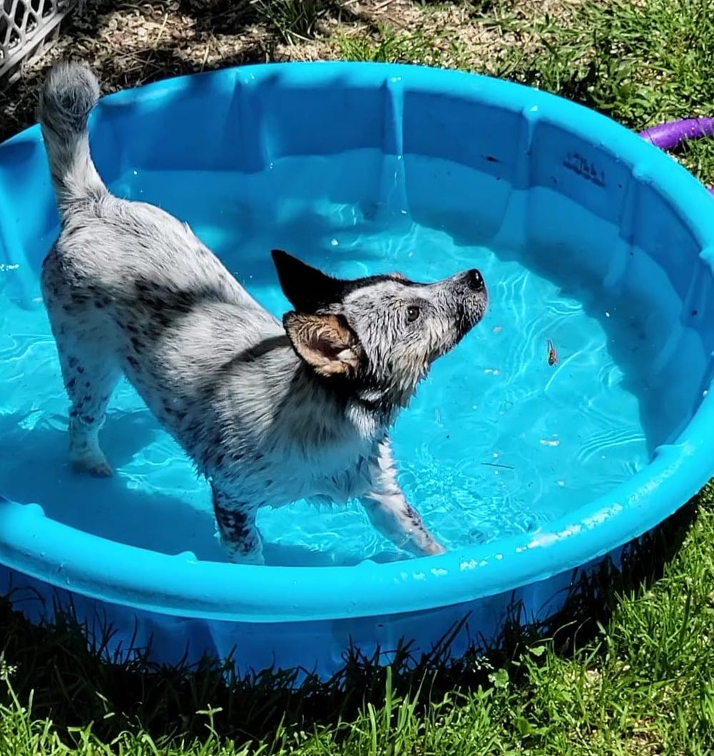 CarolByrnesBabyPool | FOX 28 Spokane