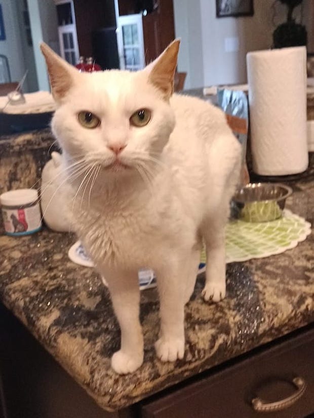 MarieHammerling | FOX 28 Spokane