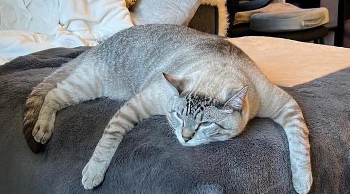 OliviaMcCollum-719x399.jpg | Fox 11 Tri Cities Fox 41 Yakima