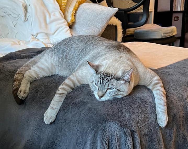 OliviaMcCollum | FOX 28 Spokane