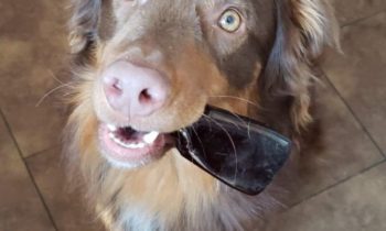 DOG TRICKS CAN BE USEFUL, TOO!