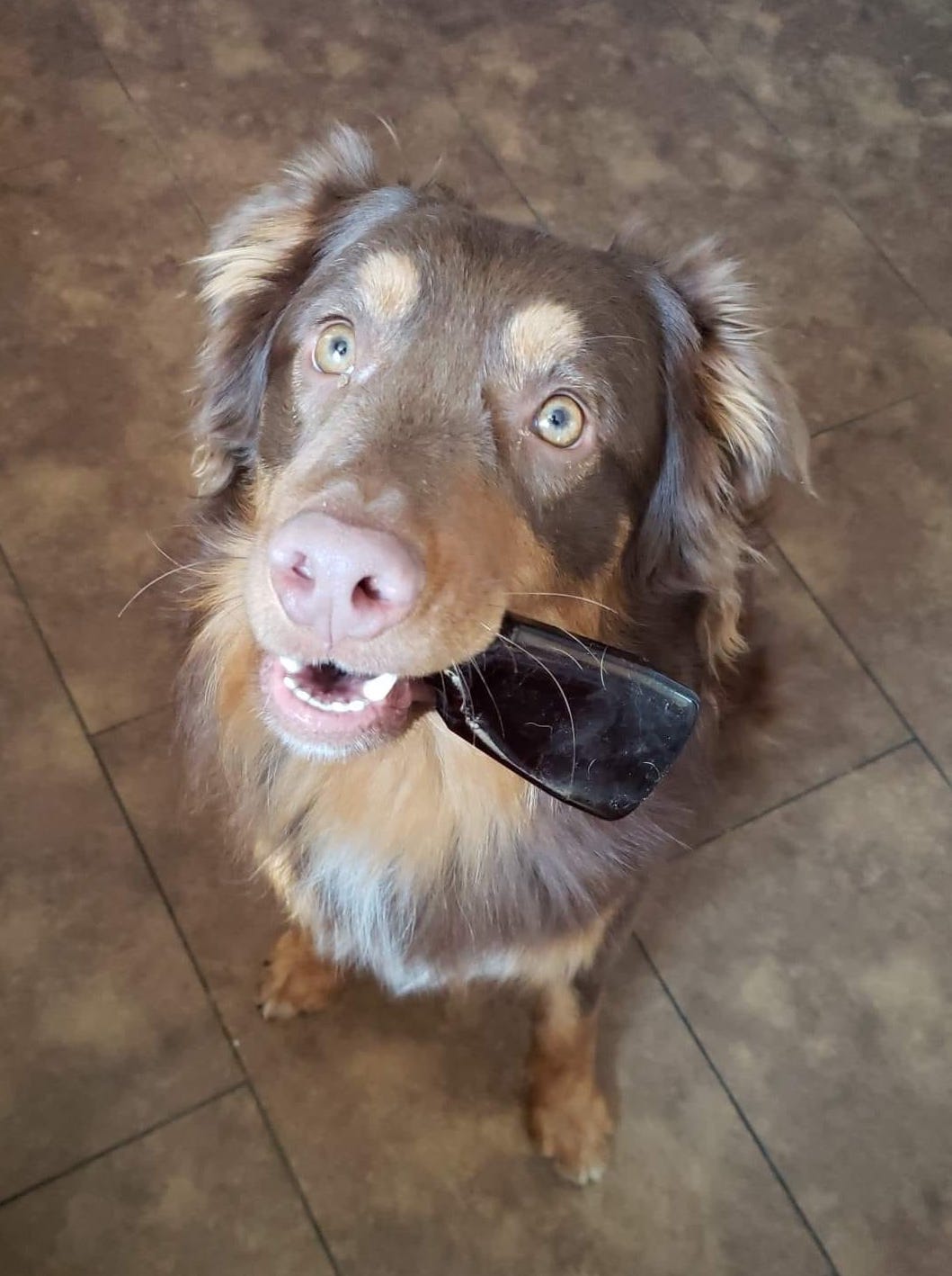 | Fox 11 Tri Cities Fox 41 Yakima