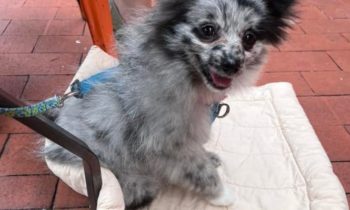 ‘FOSTER FAILS’ TELL THEIR STORIES