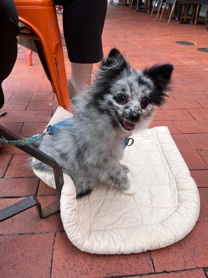 | Fox 11 Tri Cities Fox 41 Yakima