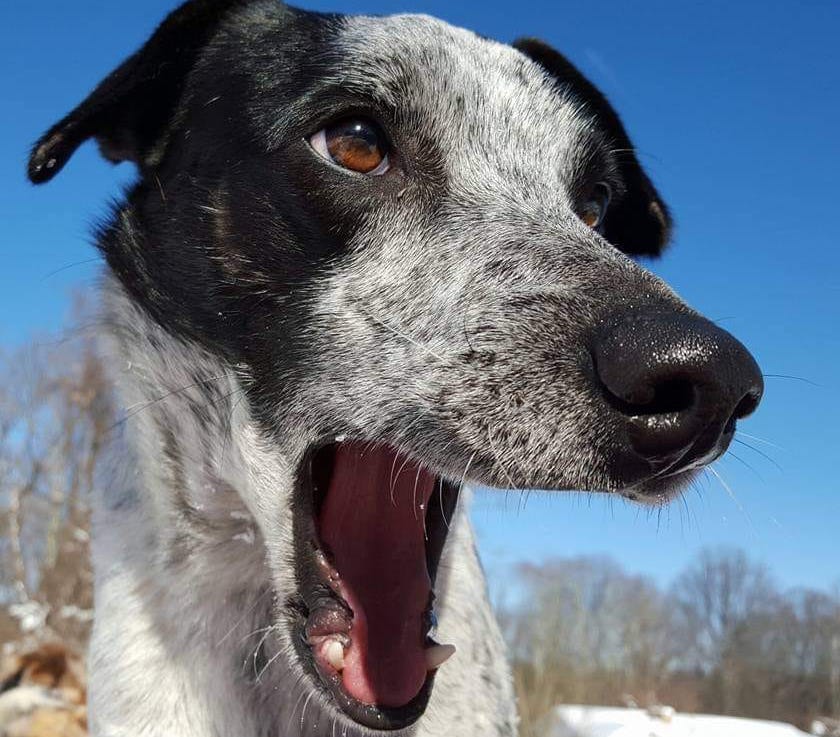 | Fox 11 Tri Cities Fox 41 Yakima