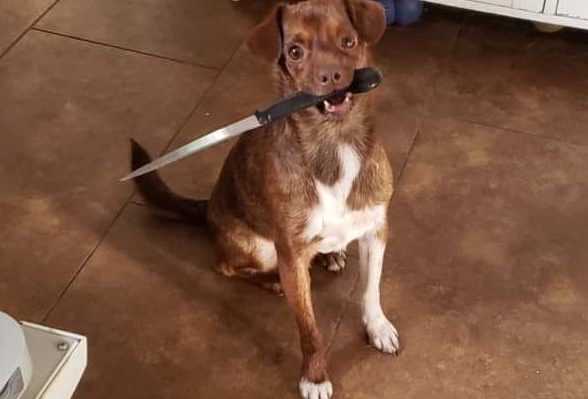 ErinSaywellDogWKnife-588x399.jpg | Fox 11 Tri Cities Fox 41 Yakima