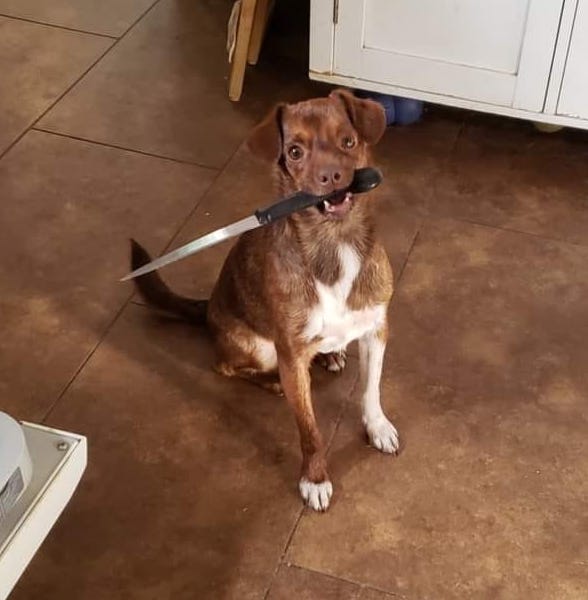 | Fox 11 Tri Cities Fox 41 Yakima