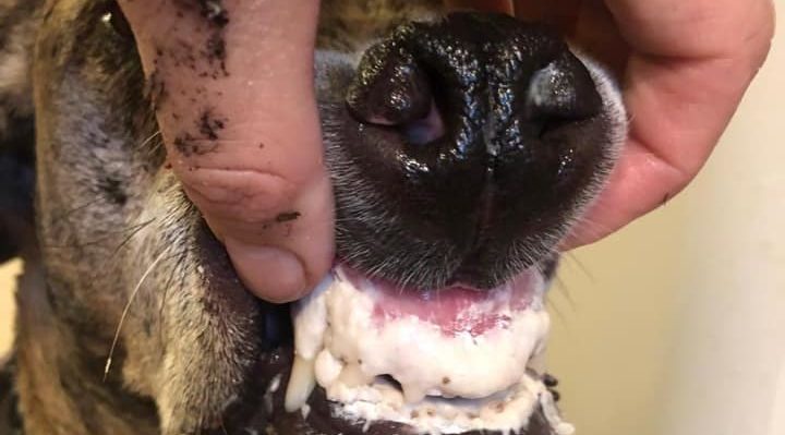 MarniFowler-720x399.jpg | Fox 11 Tri Cities Fox 41 Yakima