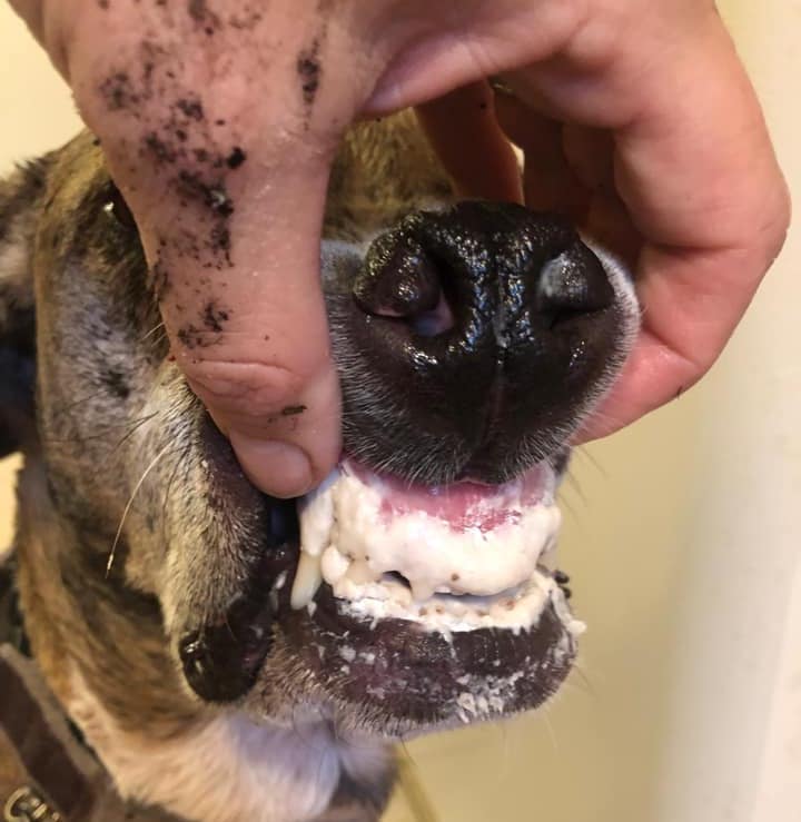 | Fox 11 Tri Cities Fox 41 Yakima