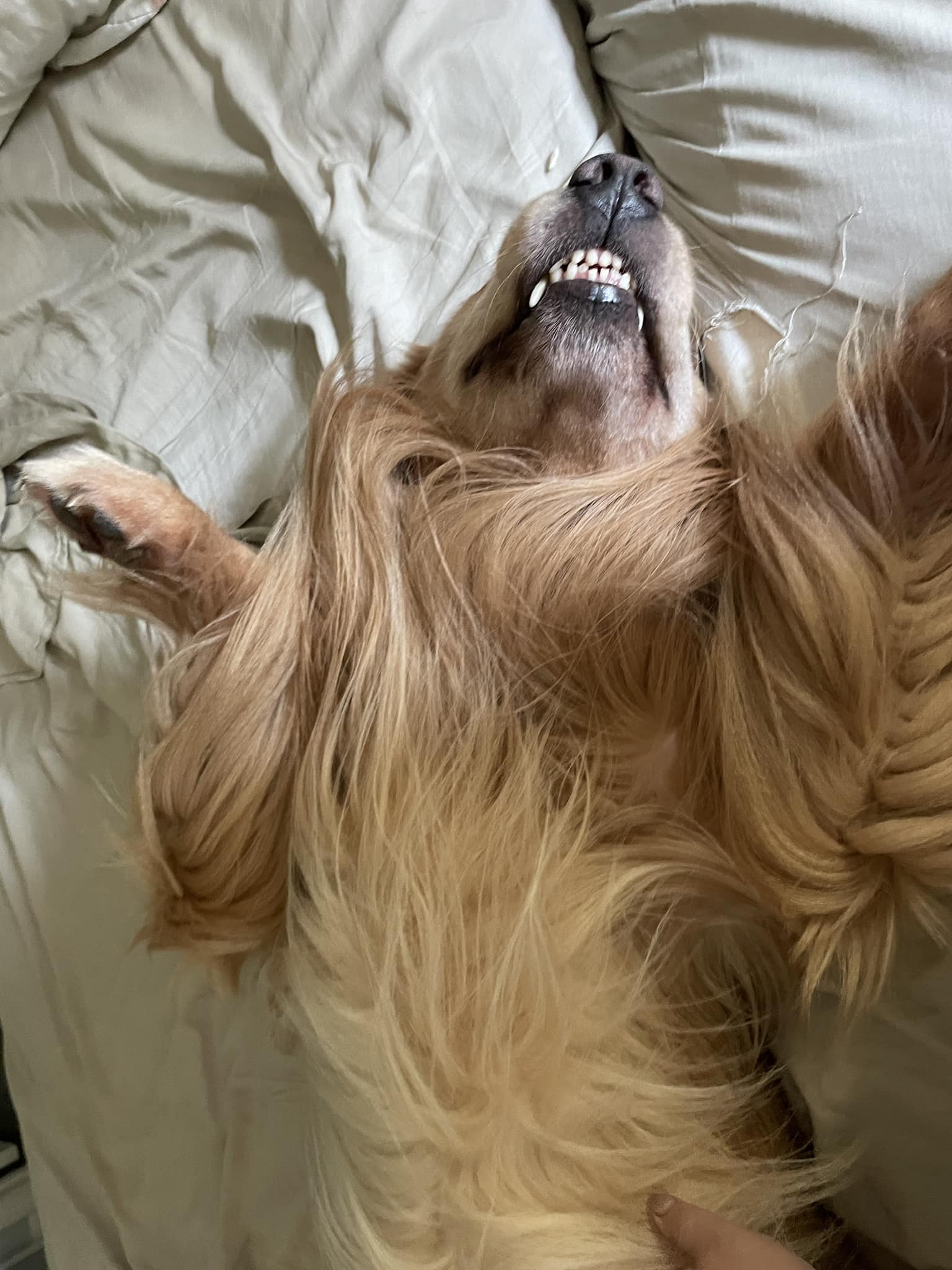 | Fox 11 Tri Cities Fox 41 Yakima