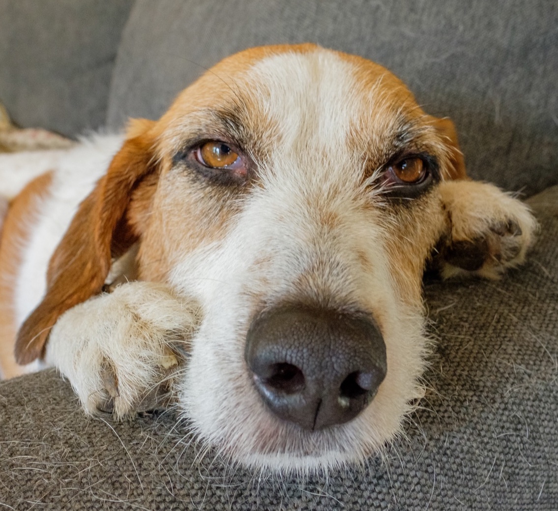 | Fox 11 Tri Cities Fox 41 Yakima