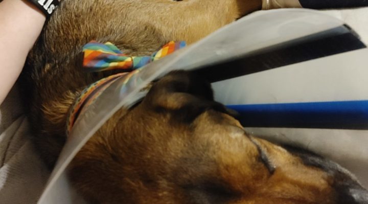 SodonniaWolfrom-720x399.jpg | Fox 11 Tri Cities Fox 41 Yakima