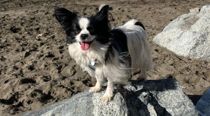 AlishaArdiana-720x399jpg | Fox 11 Tri Cities Fox 41 Yakima