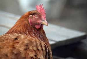 Health District confirms Benton County’s first backyard bird flu case of 2023