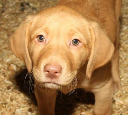 DeniseEatonjpg | Fox 11 Tri Cities Fox 41 Yakima